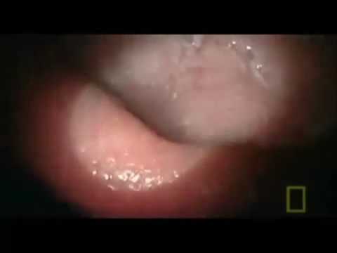inside a women s mouth giantess vore swallowed lips mouth tongue digestion 