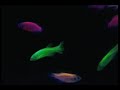 GloFish® Fluorescent Fish Video! (Blue/Actinic Light)