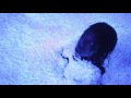Animal Collective - Bluish
