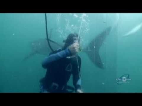 Great White Shark Bite Tube shark bite drink. Great White Shark Bite Tube