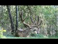 Buck