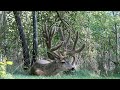 Buck