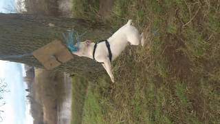 Staffy Swinging Off Rope