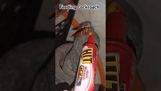 Feeding Hit Anti Roach Gel To Roach