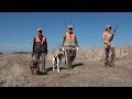 Angela Pham of Gun Dog magazine on first pheasant hunt with vizsla and German shorthaired pointer