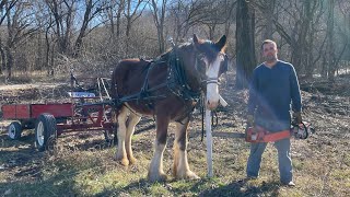 Live Clydesdale Gets Firewood While Nearing 100K Subs!