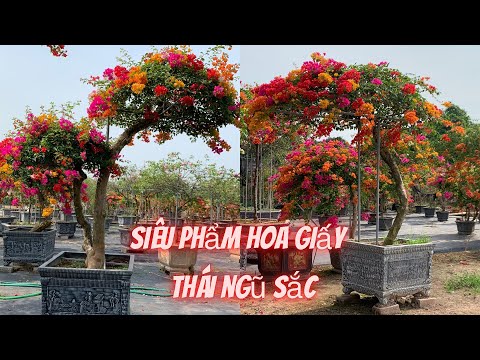 Hoa giấy thái ngũ sắc Thái Lan và những chia sẻ về loài hoa vạn người mê // Hoa giấy 5 màu