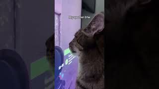 Kittyo Like Hes 500 Mewters Away