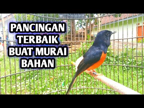 PANGGILAN MURAI LEPAS TROTOP DI PAGI HARI PALING TEPAT BUAT MENAIKAN EMOSI MURAI LAIN
