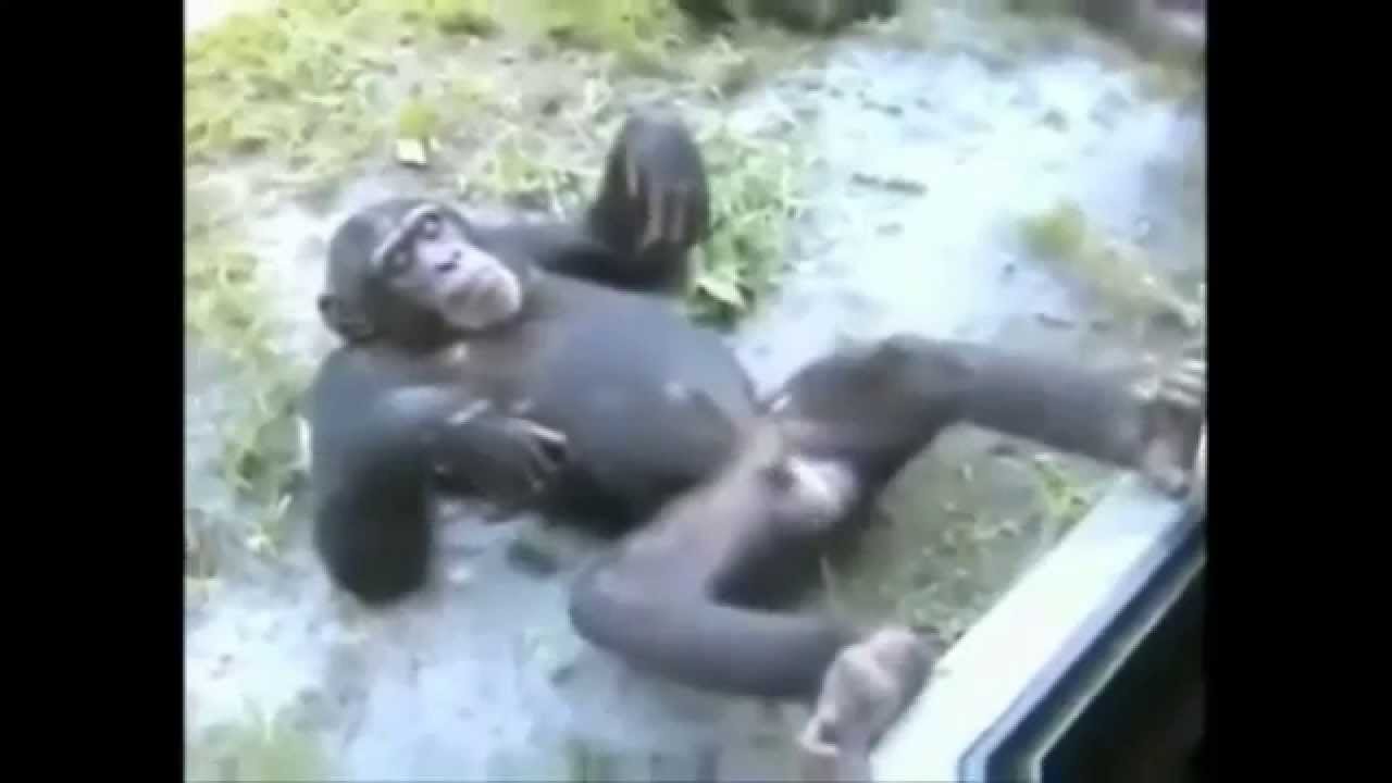 Monkey sex shows