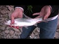 rainbowtrout