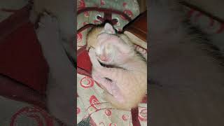 Meet Our New Born Mingkay So Cute