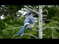 Blue Jay calls and sounds Part 2