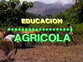 cultivo de caucho