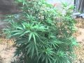 Medical Cannabis MediGrow - Outdoor 2013 Ep. 3