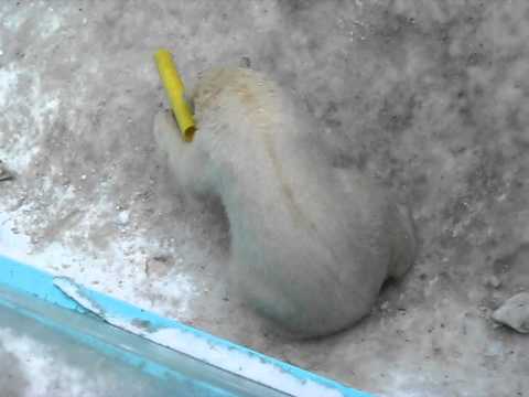 北極熊 キロルのパイプ遊び