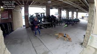 Flying Dog Sample Video - February 15 Elite Trial