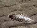 Bucky Covington I'll Walk Lyrics video