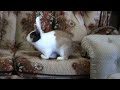 Our house rabbit Fiver