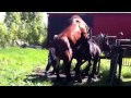 A mare in heat