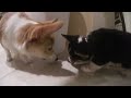 Corgi Play Time! Jackie's First Bath