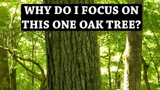 Scouting for Early Deer Season based on ONE type of Oak Tree