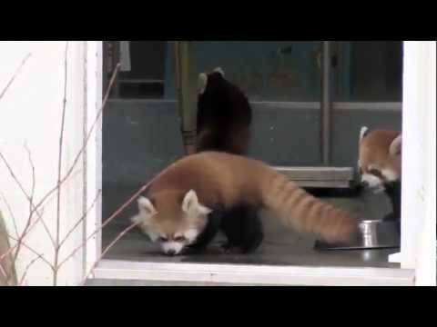 red panda raster count to 5 red panda raster count to 5