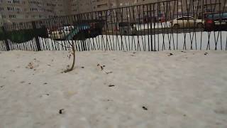 Видео Это Тюмень !. ул Малиновского 8 .Собачьи кучи.Очень много. от Луговой А, улица Малиновского, Тюмень, Россия