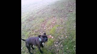 Apache Staffordshire Bullterrier