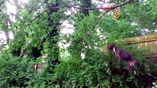 American Pit Bull Terrier Bosselini Jumping For Springpole.