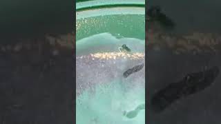 Derede Altın Arama Ve Altın Çıkarma