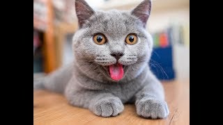 Смешные И Милые Котята | Подборка Видео Приколов С Котами