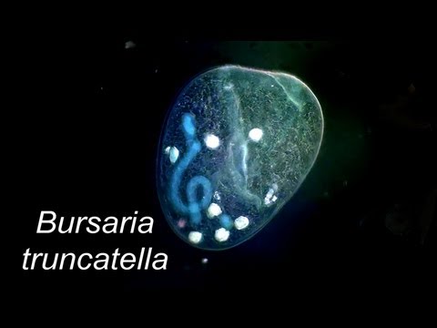 Header of Truncatella