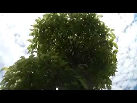 VIDEO : masyarakat lebih menyukai bonsai anting putri dan beringin dollar - bagi anda penyuka dan pencinta tanaman bonsai pasti mengenal dengan berbagai jenis tanaman bonsai, mulai daribagi anda penyuka dan pencinta tanaman bonsai pasti m ...