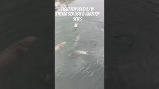 Fight For Food Bw Stellar Sea Lion & Harbiur Seals