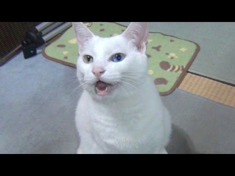 Кот с разными глазами существует!