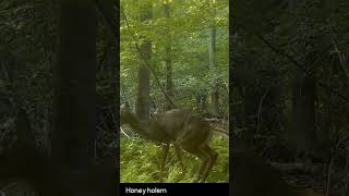 Pooping Deer