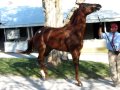 Blind Luck kicks up her heels before Keeneland auction