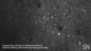 Watch nerve cells in a monkey’s brain encode color and shape | Science News