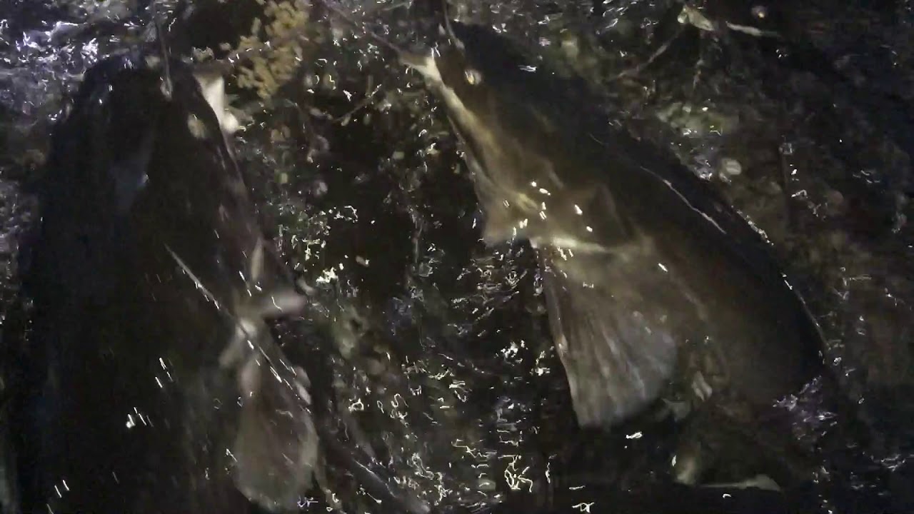 Корм для сома клариевого сома своими руками 1032 Корм для сома клариевого сома своими руками 1148