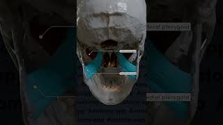 Action Of The Lateral And Medial Pterygoids During Elevation And Depression Of The Mandible