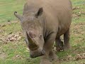 Rhinoceros attacking tour bus