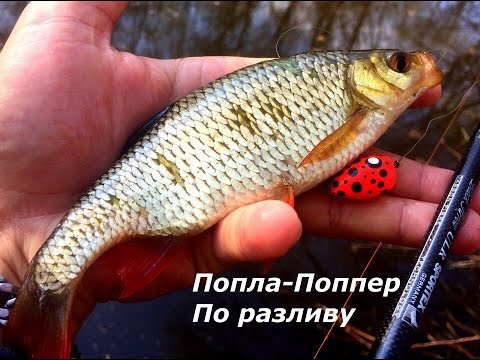 рыбалка на баклуши рыбалка на баклуши