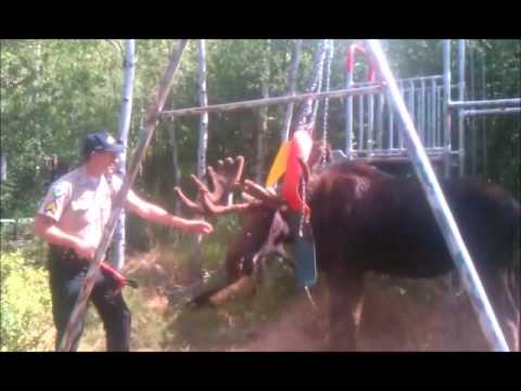 Sergeant helps a Moose that is stuck in swingset.wmv