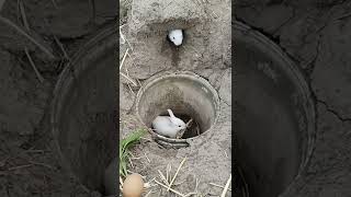 Rabbit Mom You Cant Guess How Many To Go In, Videos Cute Moment You Never Know Before