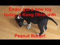 Ender ViET Kong (Puppy Update) (YTO 326)