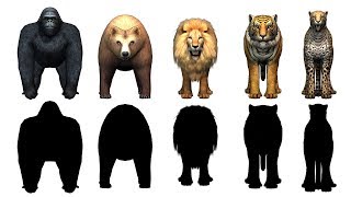 Wild animals finger family song for kids, Nursery Rhymes,Children,Toddlers,Gorilla,lion,NASH TOON Tv