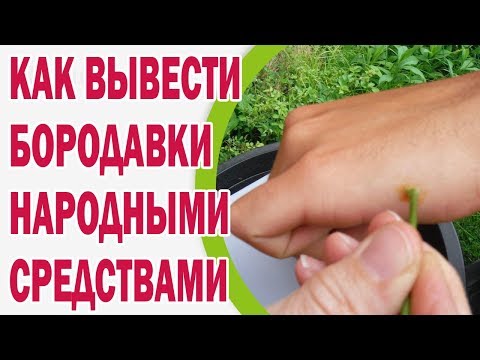 Как вывести бородавку народным средствами Как вывести бородавку народным средствами