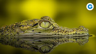 The Dark Side Of Crocodiles More Than Just Predators Full Wildlife Doentary