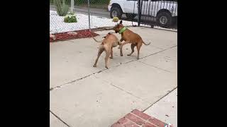 Apbt 2 Beautiful Souls At Play.